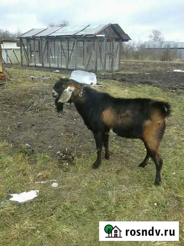 Козел для вязки Новоржев - изображение 1