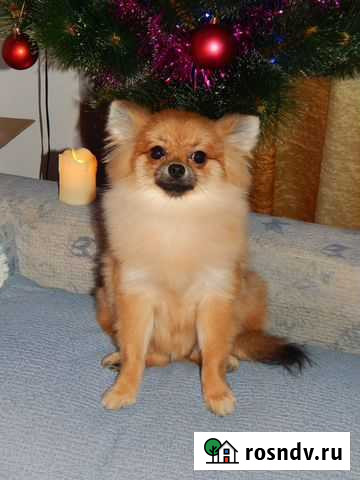 Передержка Воркута - изображение 1