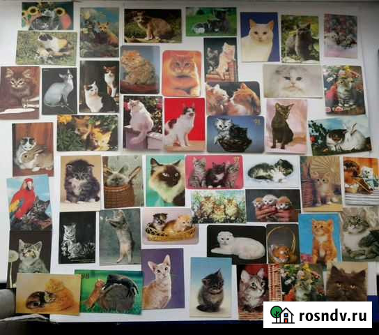 Подборка календариков кошки Томск - изображение 1