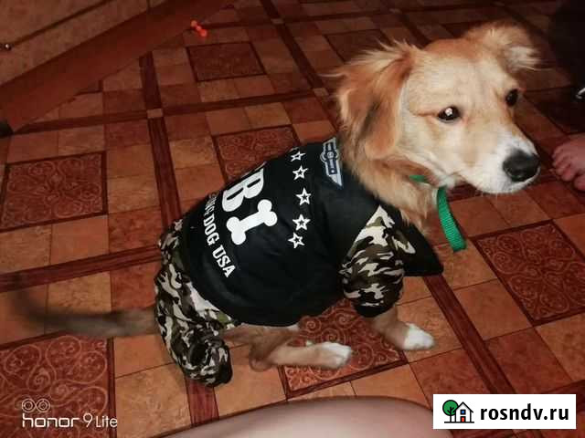 Костюм для собак Сызрань - изображение 1