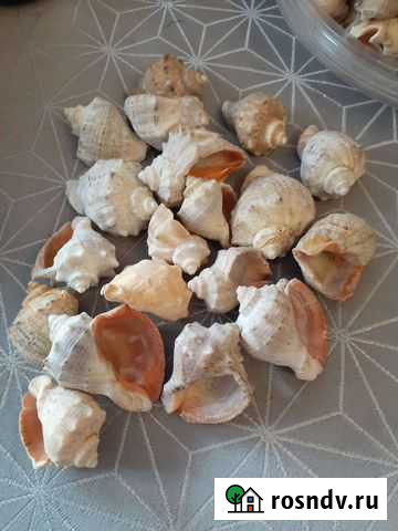 Ракушки для аквариума, поделок, декора Химки - изображение 1