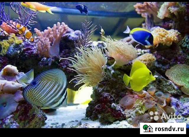 Морской аквариум Нижнекамск - изображение 1