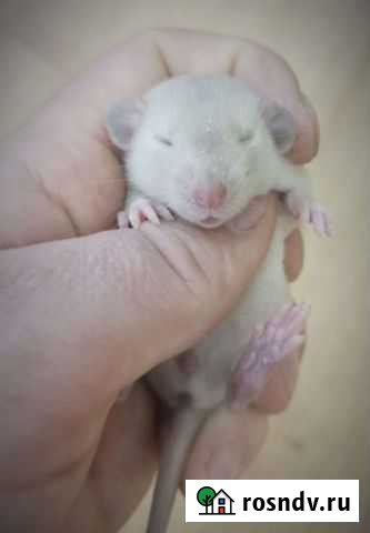 Крысенок Кемерово - изображение 1