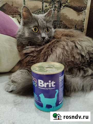Корм для кошек Brit Стерлитамак - изображение 1