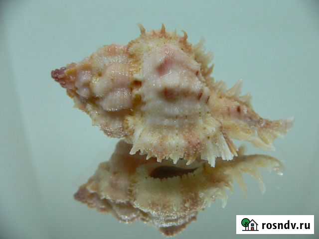 Морская раковина (ракушка) - Chicomurex venustulus Владивосток - изображение 1