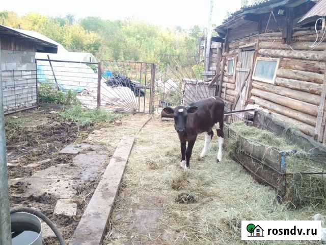 Телята Красный Яр - изображение 1