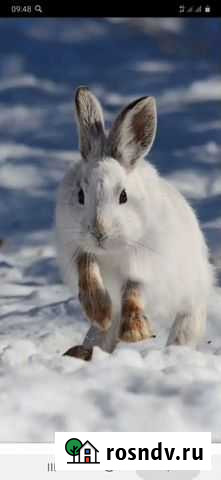 Тушка зайца Петропавловск-Камчатский - изображение 1