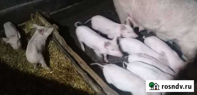 Поросята 2 месяца Чебаркуль - изображение 1