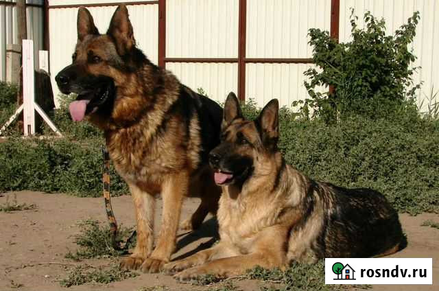 Дрессировка собак, гостиница Астрахань - изображение 1