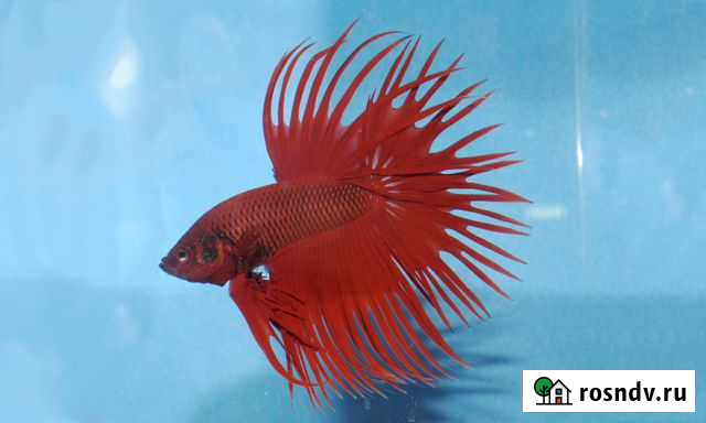 Петушок. Коронохвостый, Халфмун, Плакат. Самки Воронеж - изображение 1