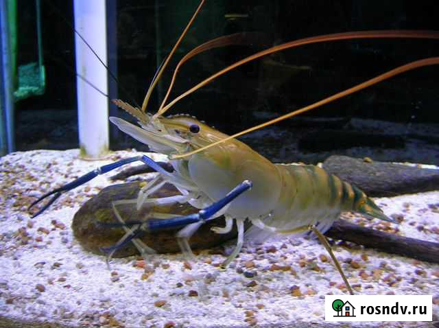 Креветка макробрахиум Розенберга Новосибирск - изображение 1