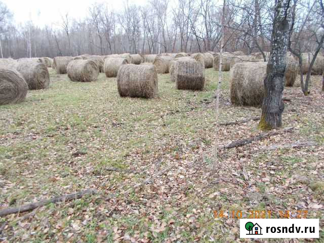 Сено в рулонах Свободный - изображение 1