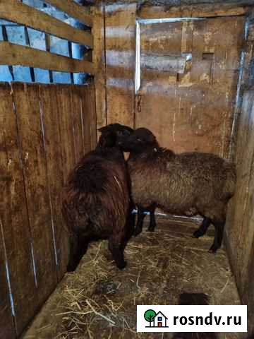 Баран Называевск - изображение 1