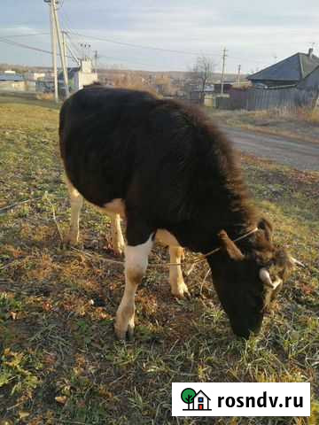 Нетель 1г10м Кемерово - изображение 1