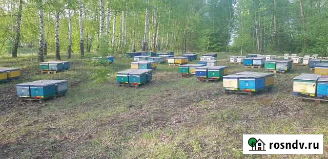 Мед натуральный с личной пасеки, мёд лесной Калуга - изображение 1