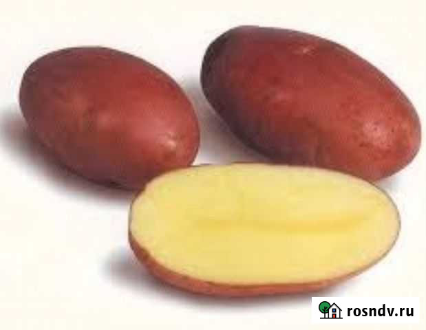 Картофель Благовещенск - изображение 1