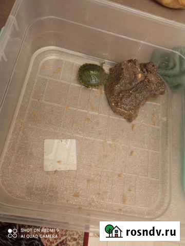 Черепаха Махачкала - изображение 1