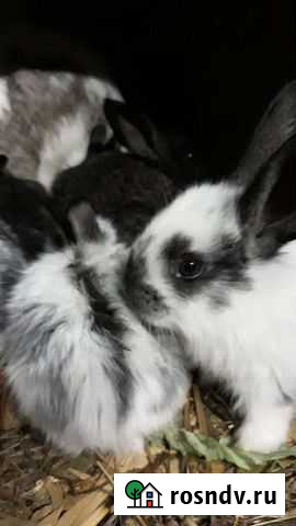 Кролики мясных пород Ишимбай - изображение 1