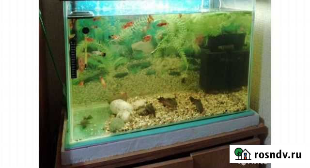 Аквариум Губкинский - изображение 1