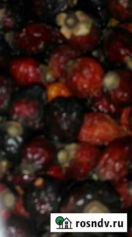 Шиповник Курск - изображение 1