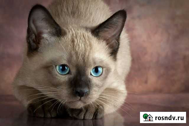 Передержка кошечек Североморск - изображение 1