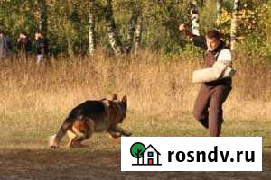 Дрессировка собак(выезд) гостиница собак и кошек Бийск - изображение 1