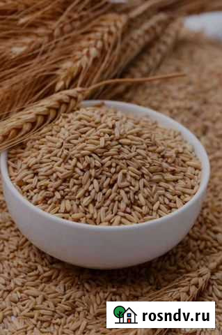 Зерно ячмень, упакован в биг бэг Казанская - изображение 1