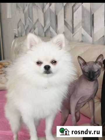 Передержка животных Обнинск - изображение 1