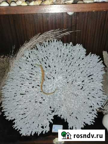 Морские кораллы Геленджик - изображение 1