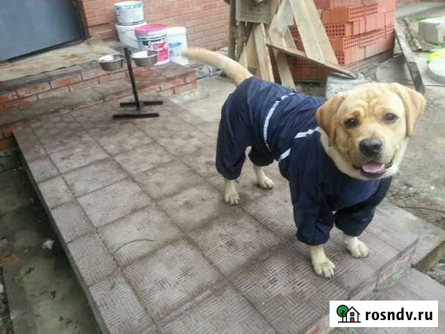 Одежда для животных Ульяновск - изображение 1