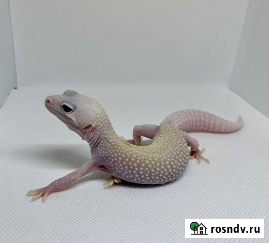 Эублефар взролая самка Диабло Бланко Москва - изображение 1