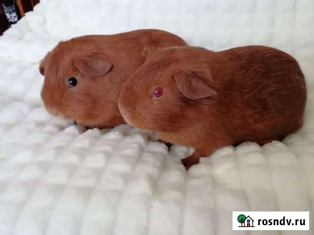 Морская свинка Тула - изображение 1