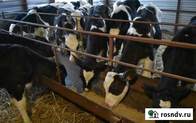 Продаю бычков телочек Стерлитамак - изображение 1