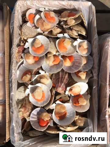 Морской гребешок Дмитров - изображение 1