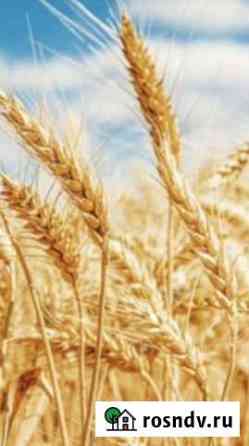 Продам пшеницу 2 класс Мокшан