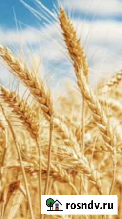 Продам пшеницу 2 класс Мокшан - изображение 1