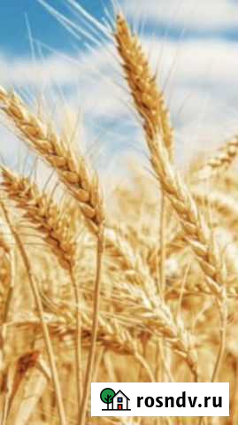 Продам пшеницу 2 класс Мокшан - изображение 1