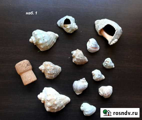 Ракушки рапана морские 3-7 см набор Джубга кп - изображение 1