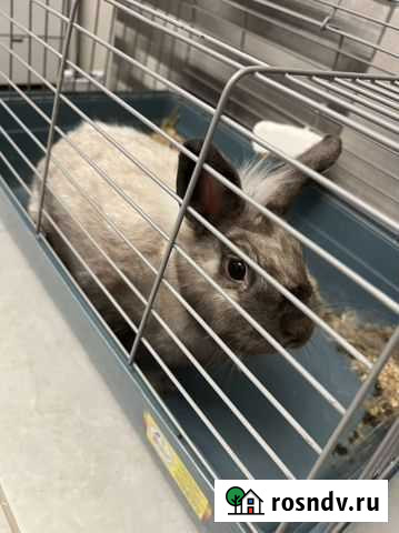 Отдам крольчиху в добрые руки Краснодар - изображение 1
