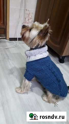 Одежда для маленьких собак Балашиха - изображение 1