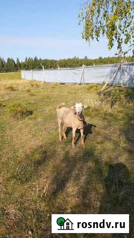 Коза Сокол - изображение 1