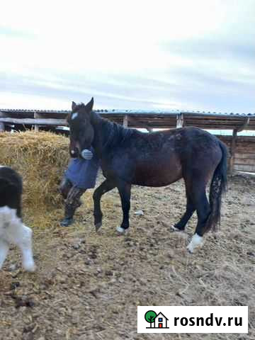 Лошадь Гурьевск - изображение 1