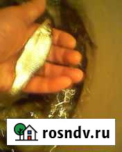 Живец сорожка Череповец - изображение 1