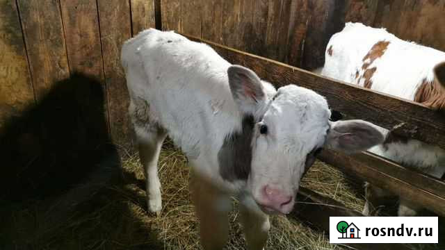 Бычки на откорм Тверь - изображение 1