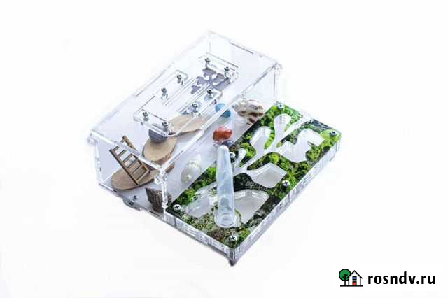 Муравьиная ферма (муравьи в подарок) Уфа - изображение 1