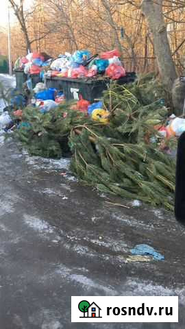 Вывезу елки Грушевская - изображение 1