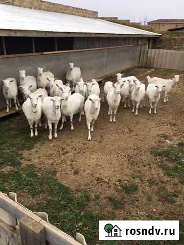 Зааненские козы Евпатория - изображение 1