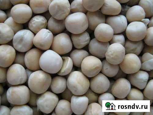 Горох кормовой в мешках Саранск - изображение 1