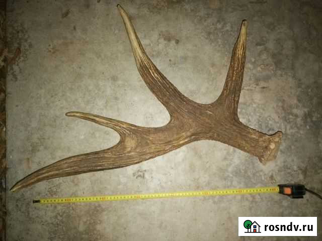 Рога лося Воронеж - изображение 1