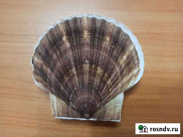 Морская раковина Тюмень - изображение 1